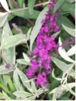 Buddleja davidii 'Harlequin'