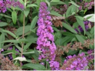 Buddleja davidii 'Border Beauty'