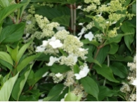 Hydrangea paniculata 'Kyushu'