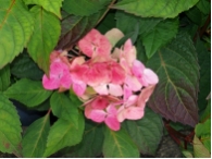 Hydrangea serrata 'Preziosa'