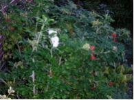 Rosa rugosa 'Alba'