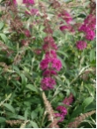 Buddleja davidii 'Summer Beauty'