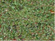 Cotoneaster dammeri 'Streib's Findling'