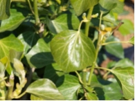 Hedera helix 'Arborescens'