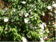 Deutzia magnifica