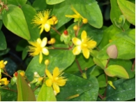 Hypericum androsaemum 'Autumn Blaze'