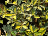 Elaeagnus pungens 'Maculata'