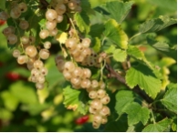 Johannisbeere 'Wei�e Versailler' CAC
