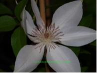 Clematis 'Henryi'