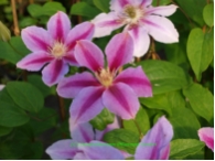 Clematis Bees Jubilee