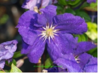 Clematis 'Jackmannii Superba'