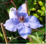 Clematis Hybrida Sieboldii