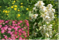 Bl�tenstr�uchersortiment  3.er  Mix 'Kleine Str�ucher'