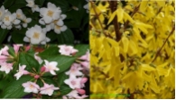 Bl�tenstr�uchersortiment 3 er. Mix ' Gro�e Str�ucher'