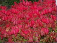 Euonymus alatus