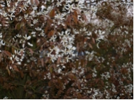 Amelanchier lamarckii