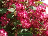 Ribes sanguineum 'King Edward VII'