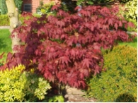 Acer palmatum 'Atropurpureum'