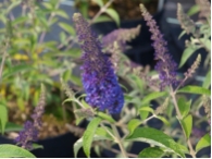 Buddleja  davidii 'Empire Blue'