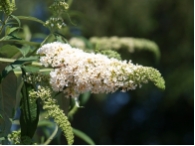 Buddleja davidii 'Peace'