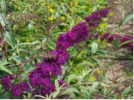Buddleja davidii 'Royal Red'