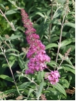 Buddleja davidii  'Pink Delight'