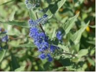Caryopteris Heavenly Blue