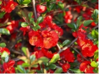Chaenomeles Elly Mossel