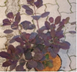 Cotinus  coggygria 'Royal Purple'
