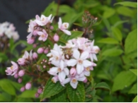 Deutzia hybrida Mont Rose
