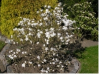 Magnolia stellata