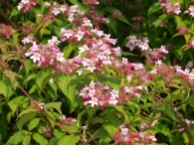 Kolkwitzia amabilis