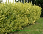 Ligustrum ovalifolium 'Aureum'