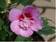 Hibiscus syriacus 'Russian Violett' (R)