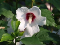 Hibiscus syriacus 'Red Heart'