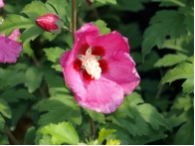 Hibiscus syriacus 'Woodbridge'