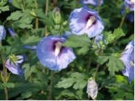 Hibiscus syriacus 'Blue Bird'