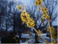 Hamamelis intermedia Westerstede