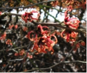 Hamamelis intermedia Diane
