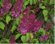 Syringa vulgare 'Andenken an Ludwig Sp�th'