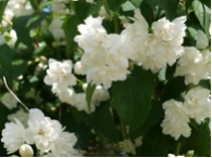 Philadelphus Schneesturm