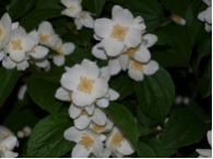 Philadelphus coronarius
