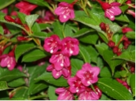 Weigela Bristol Ruby