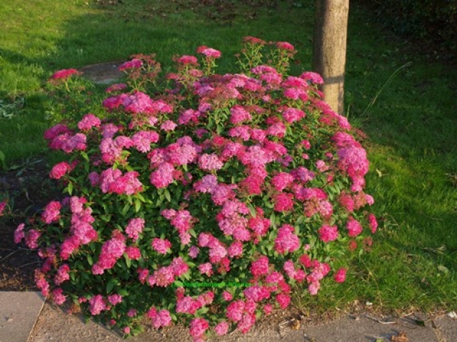 http://www.pflanzenfix24.de/images/product_images/popup_images/114_0_Spiraea-japonica-Anthony-Waterer-Rote-Sommerspiere.jpg