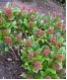 Skimmia japonica 'Rubella' - Bl�tenskimmie