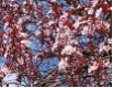 Prunus cerasifera 'Nigra'  -CAC- - Blutpflaume