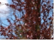 Prunus cerasifera 'Nigra'  -CAC-