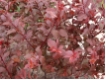 Prunus cerasifera 'Nigra'  -CAC-