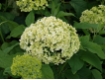 Hydrangea arborescens Annabelle - Ballhortensie