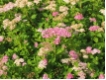 Spiraea japonica Little Princess - Rosa Zwergspiere